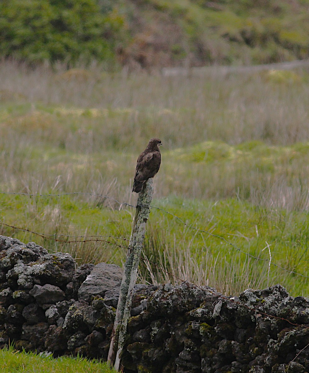 musvåk (rothschildi) - ML654600335