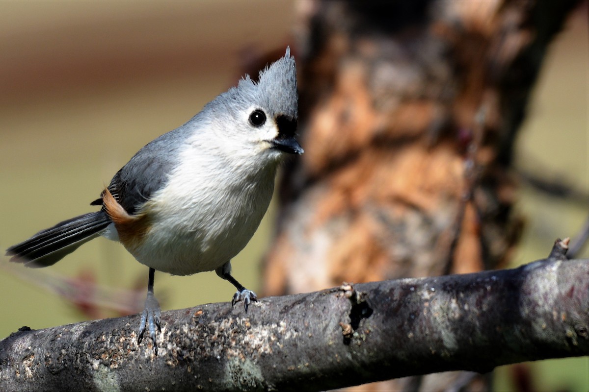 Tufted Titmouse - ML654600718