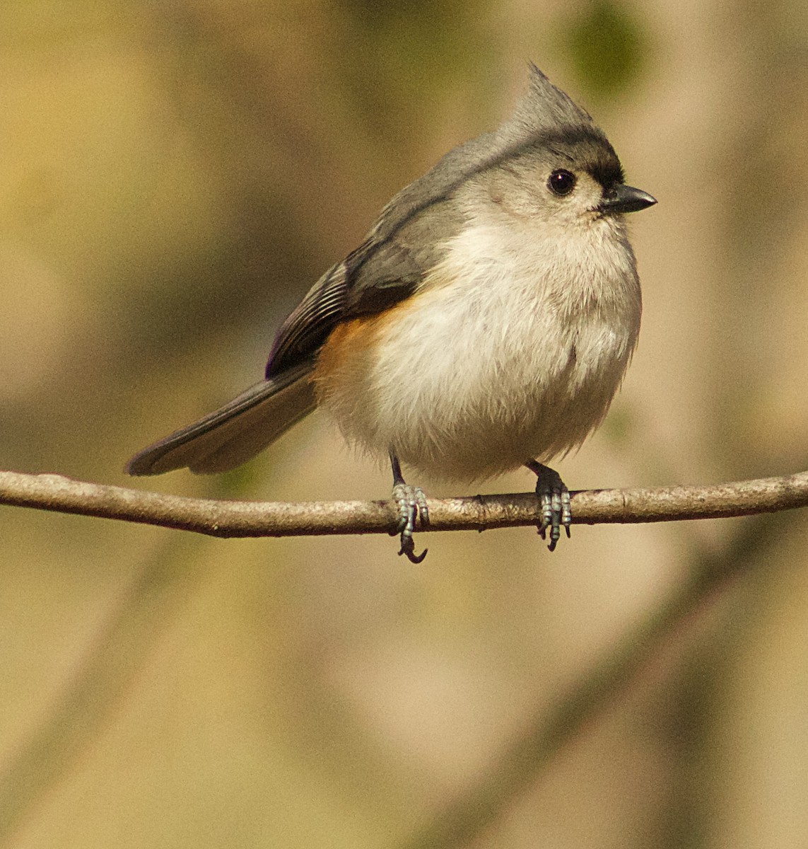 Tufted Titmouse - ML654600757