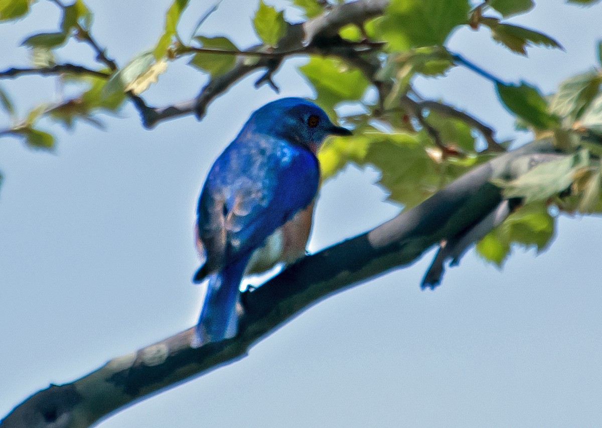 salašník modrý - ML654601355