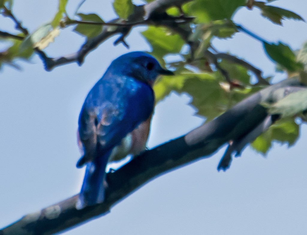 salašník modrý - ML654601356