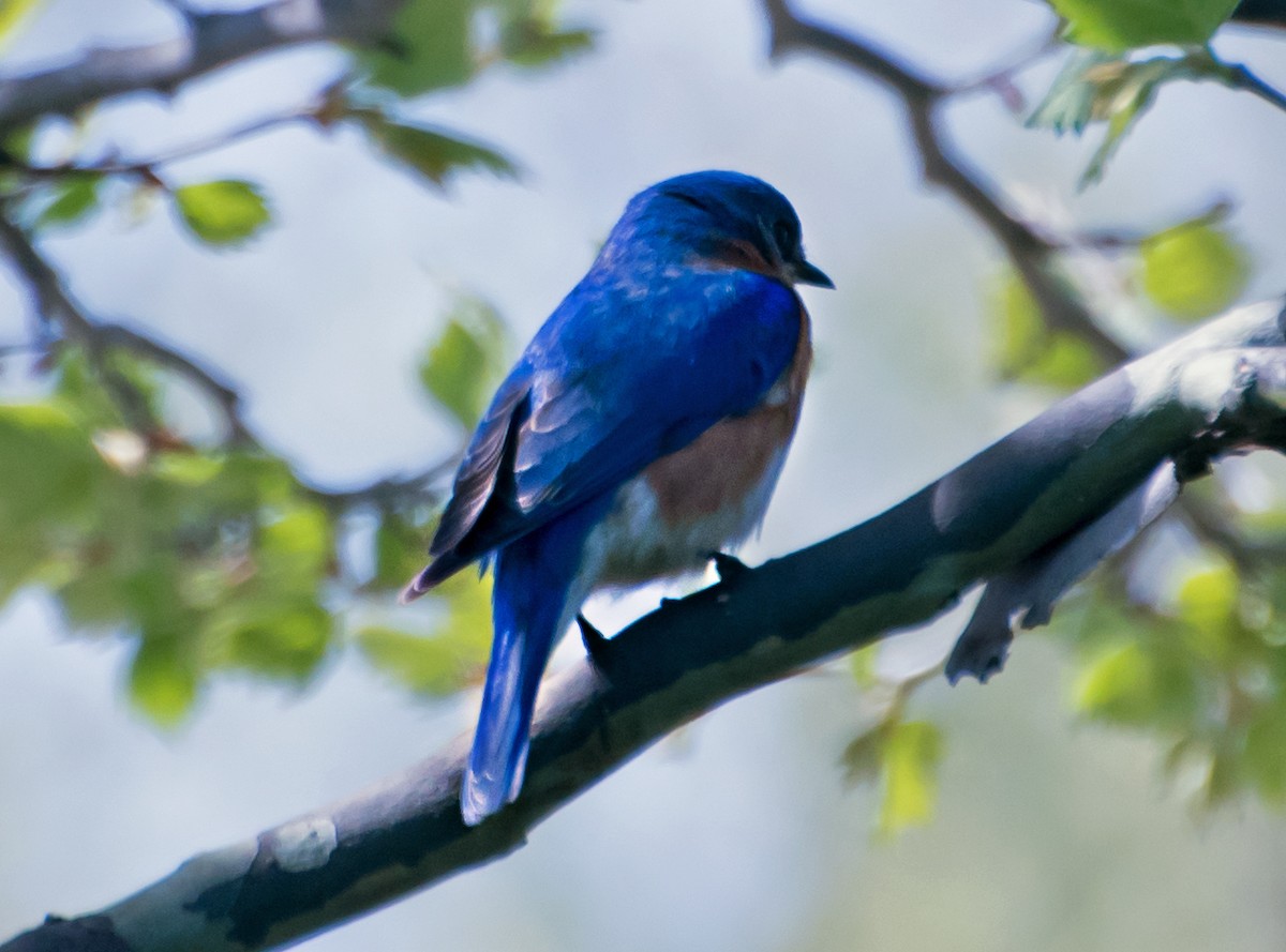 salašník modrý - ML654601357