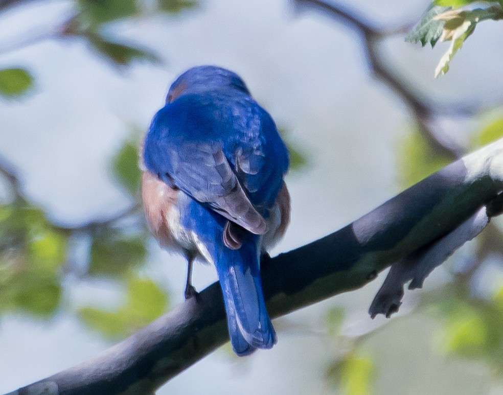 salašník modrý - ML654601359