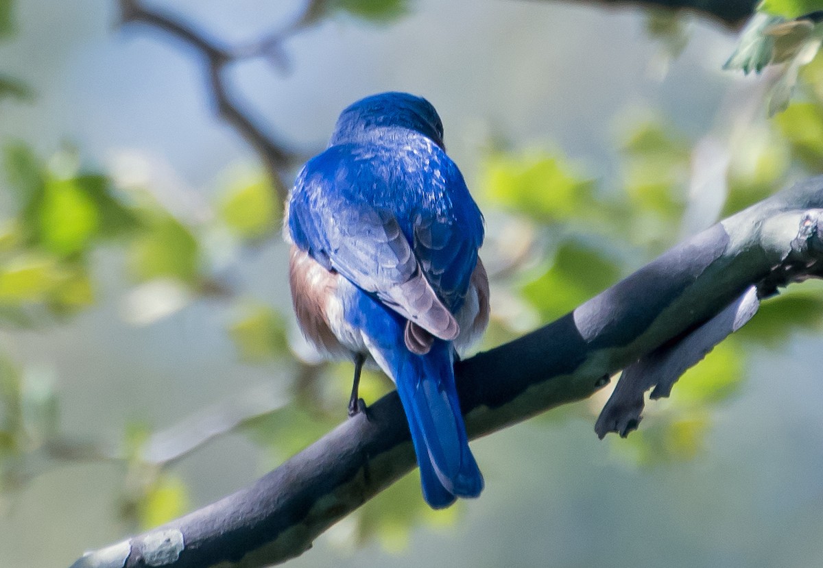 salašník modrý - ML654601360