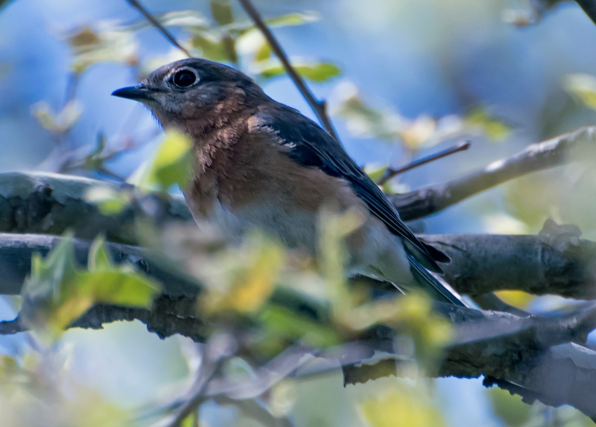 salašník modrý - ML654601361