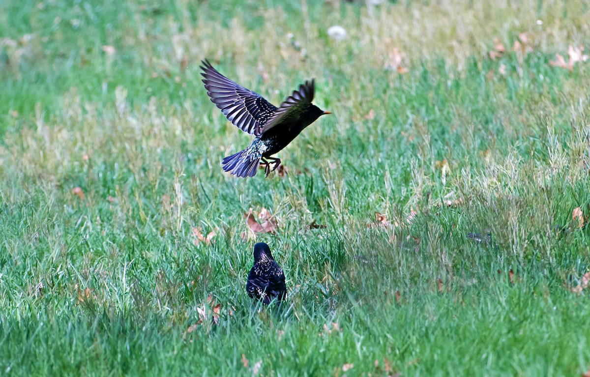 špaček obecný - ML654601390