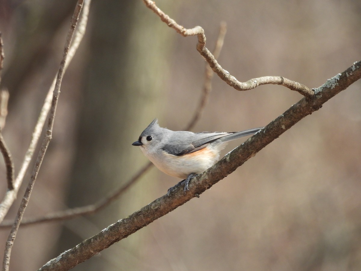 Tufted Titmouse - ML654601848