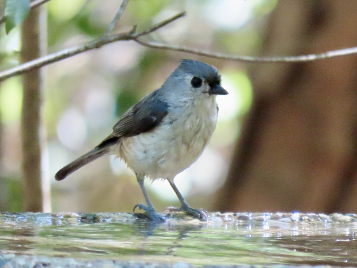 Tufted Titmouse - ML654602072