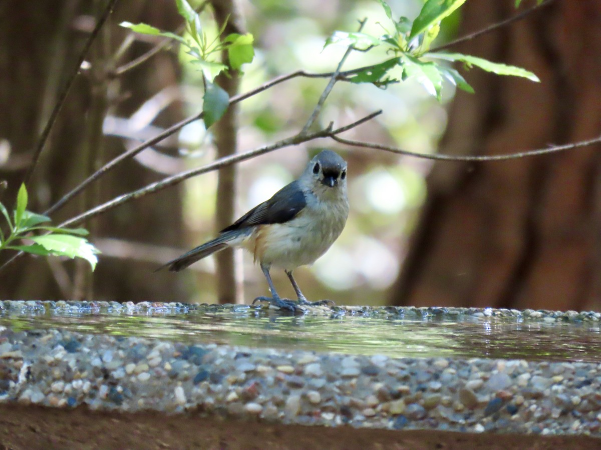 Tufted Titmouse - ML654602073
