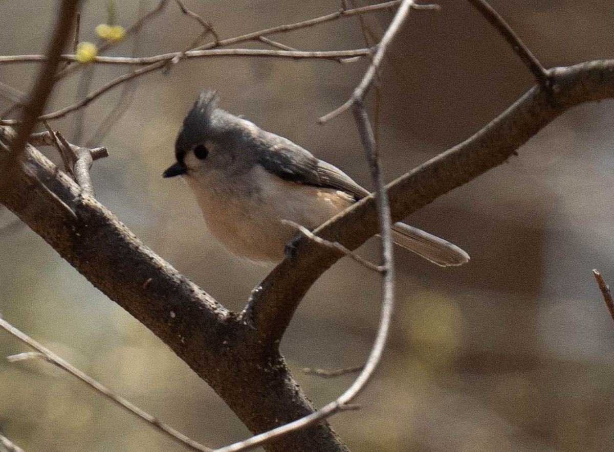 Tufted Titmouse - ML654604144