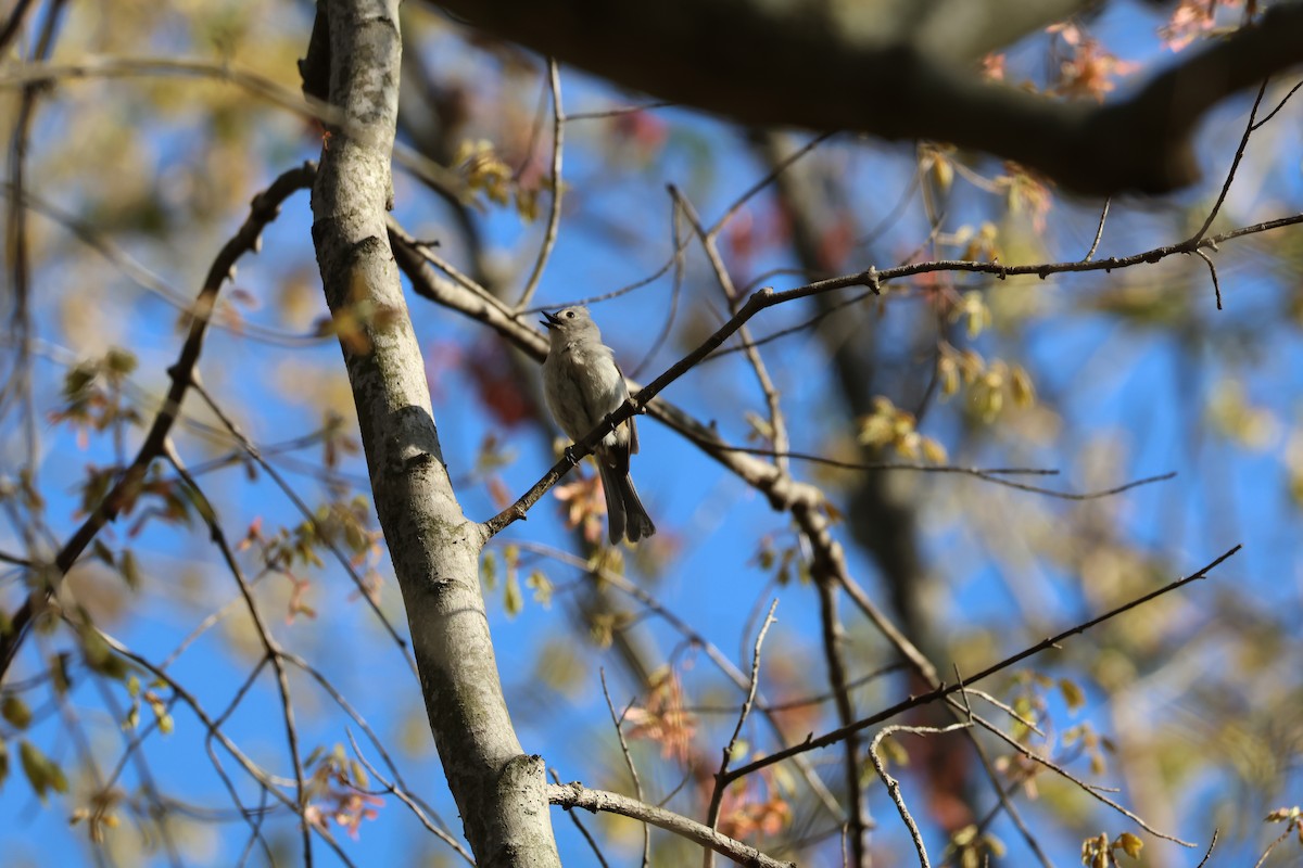 Tufted Titmouse - ML654604488