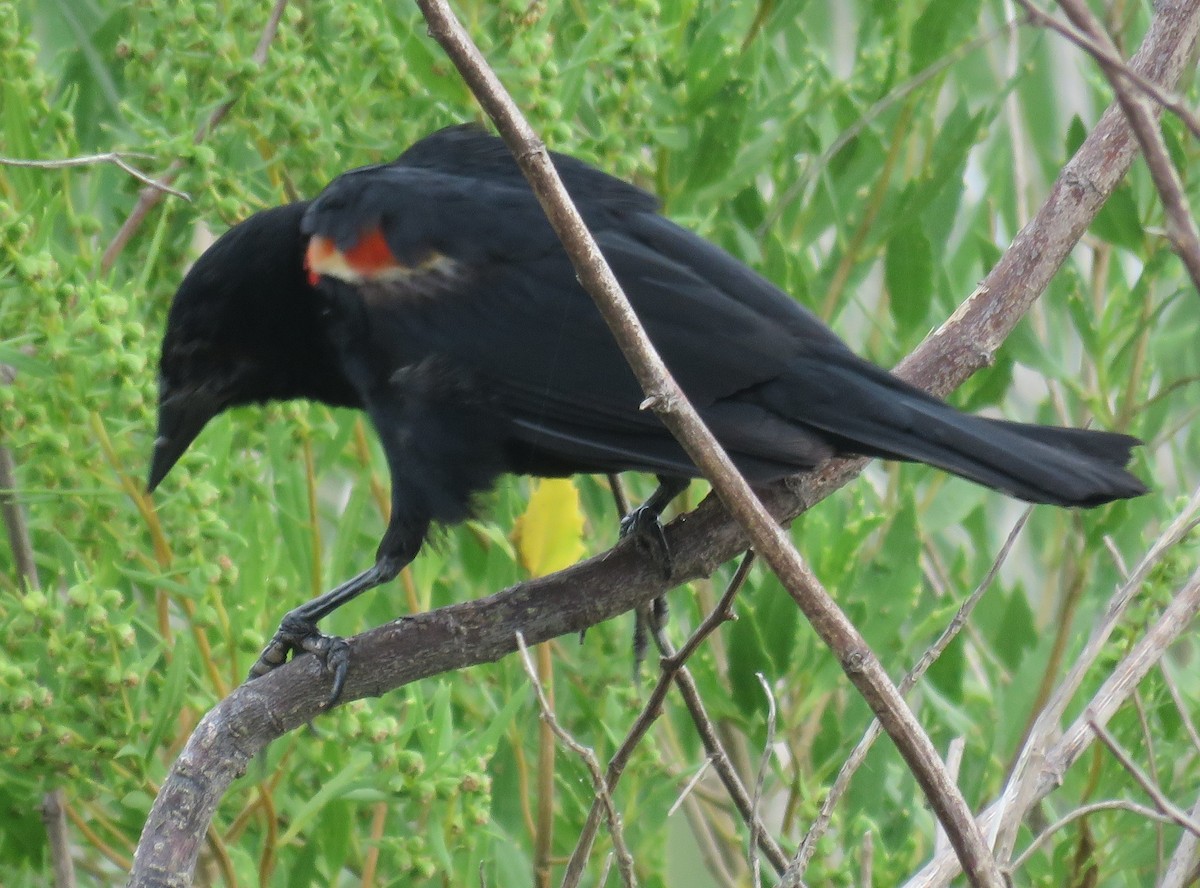 Red-winged Blackbird - ML65460561
