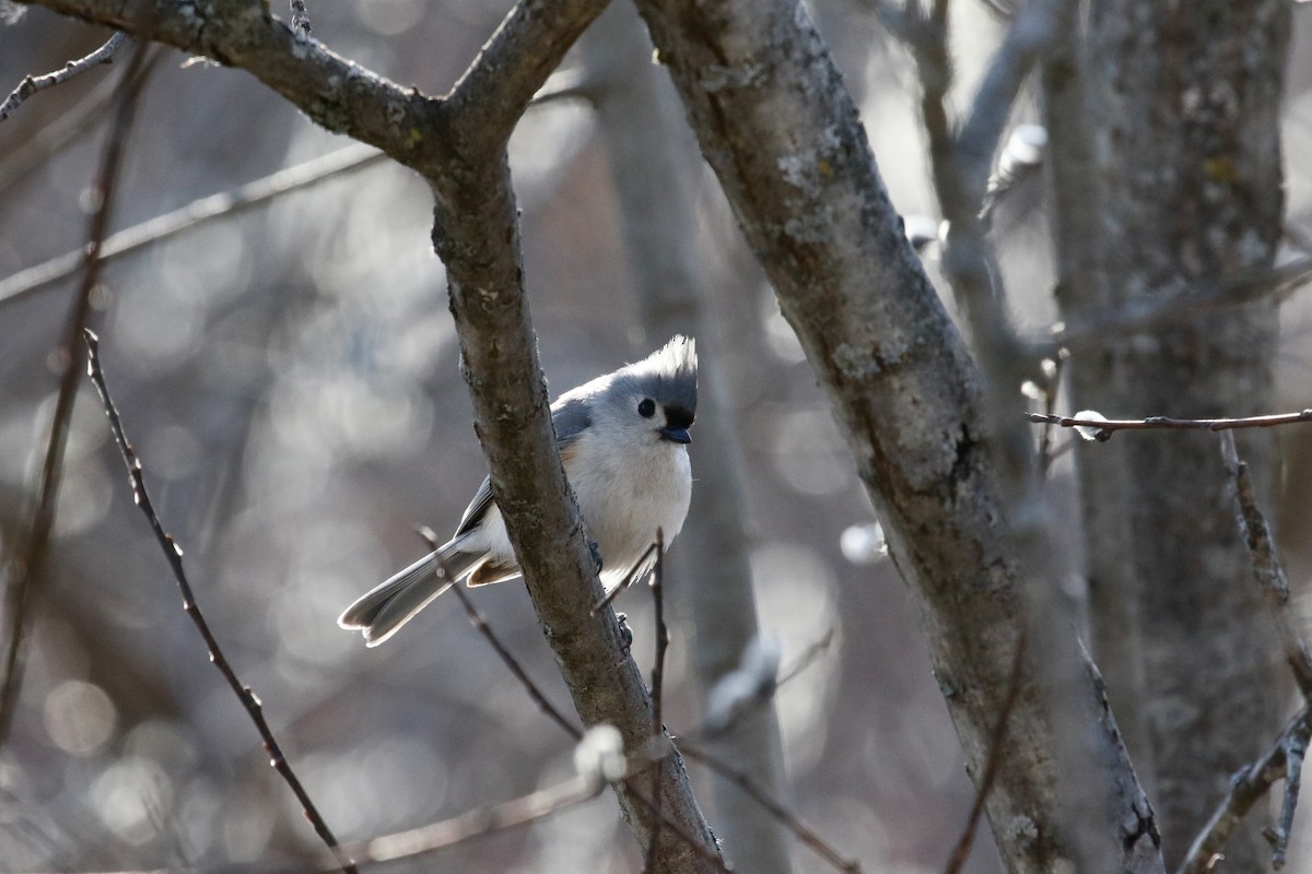 Tufted Titmouse - ML654606367