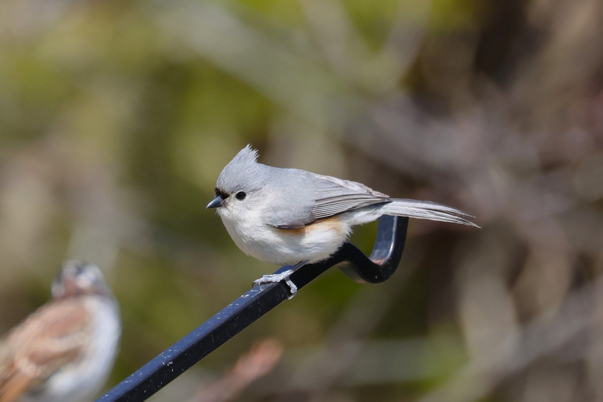 Tufted Titmouse - ML654606799