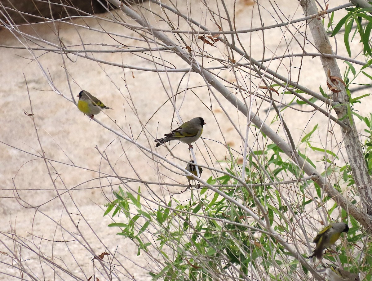 Lawrence's Goldfinch - ML654606965