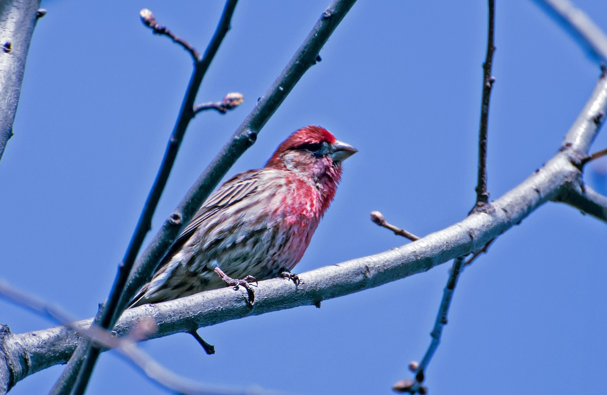 hýl rudoprsý - ML654607756