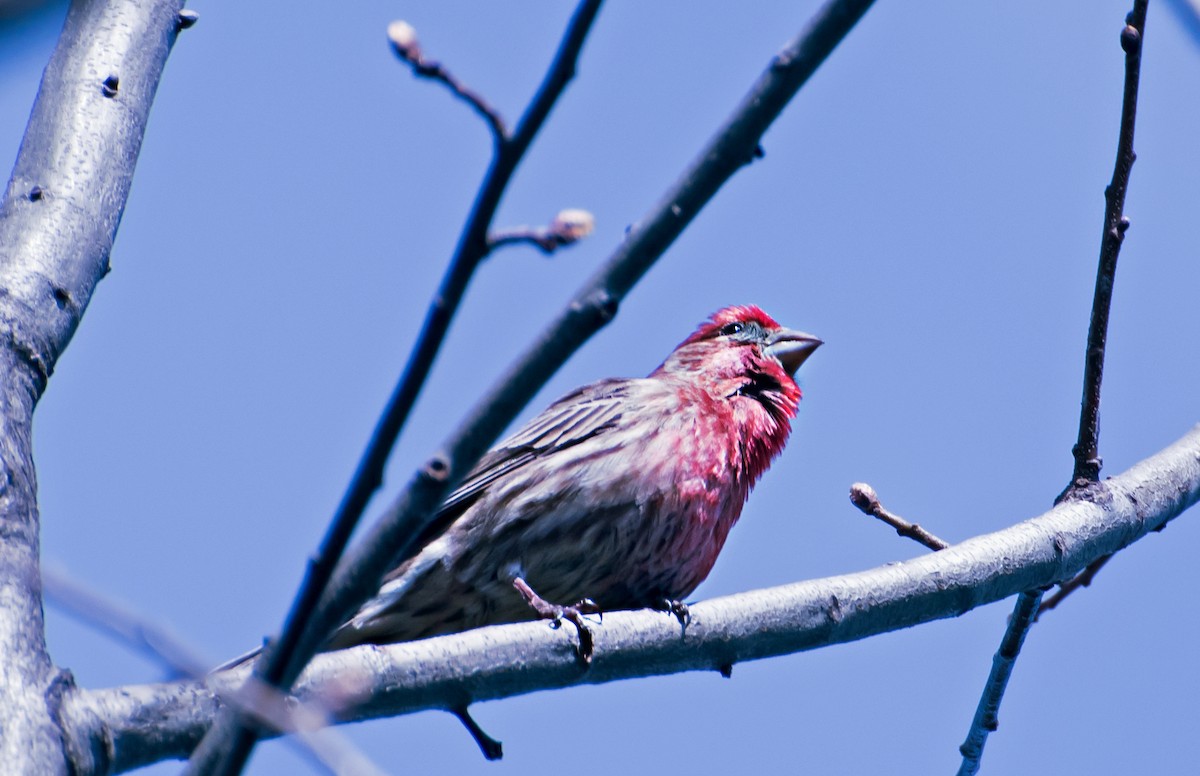 hýl rudoprsý - ML654607757