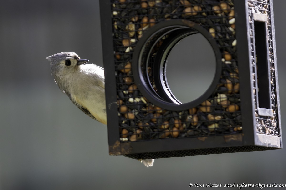 Tufted Titmouse - ML654607903