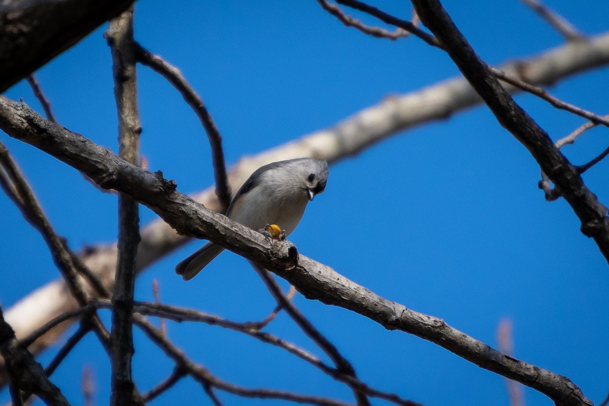 Tufted Titmouse - ML654608243
