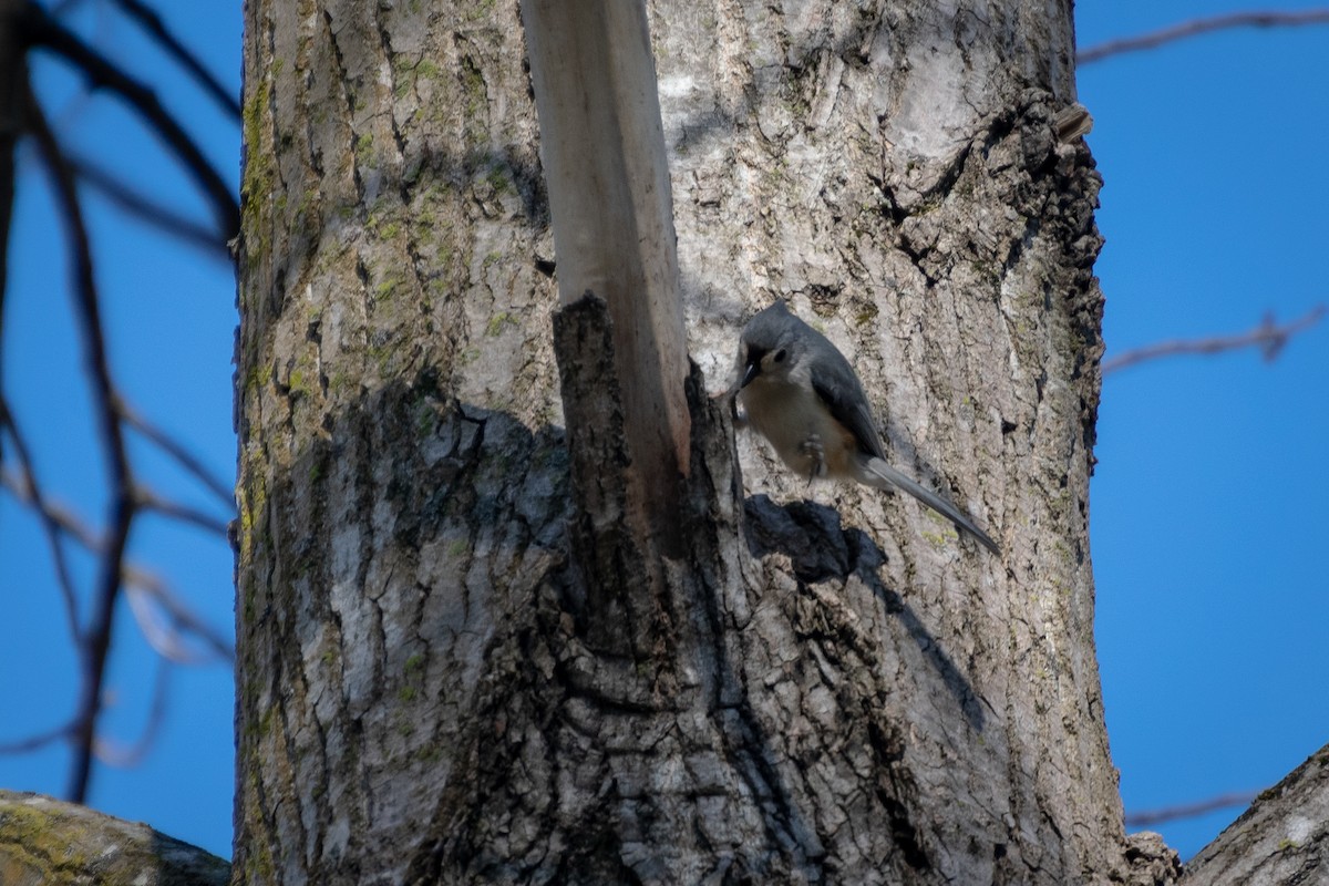 Tufted Titmouse - ML654608244