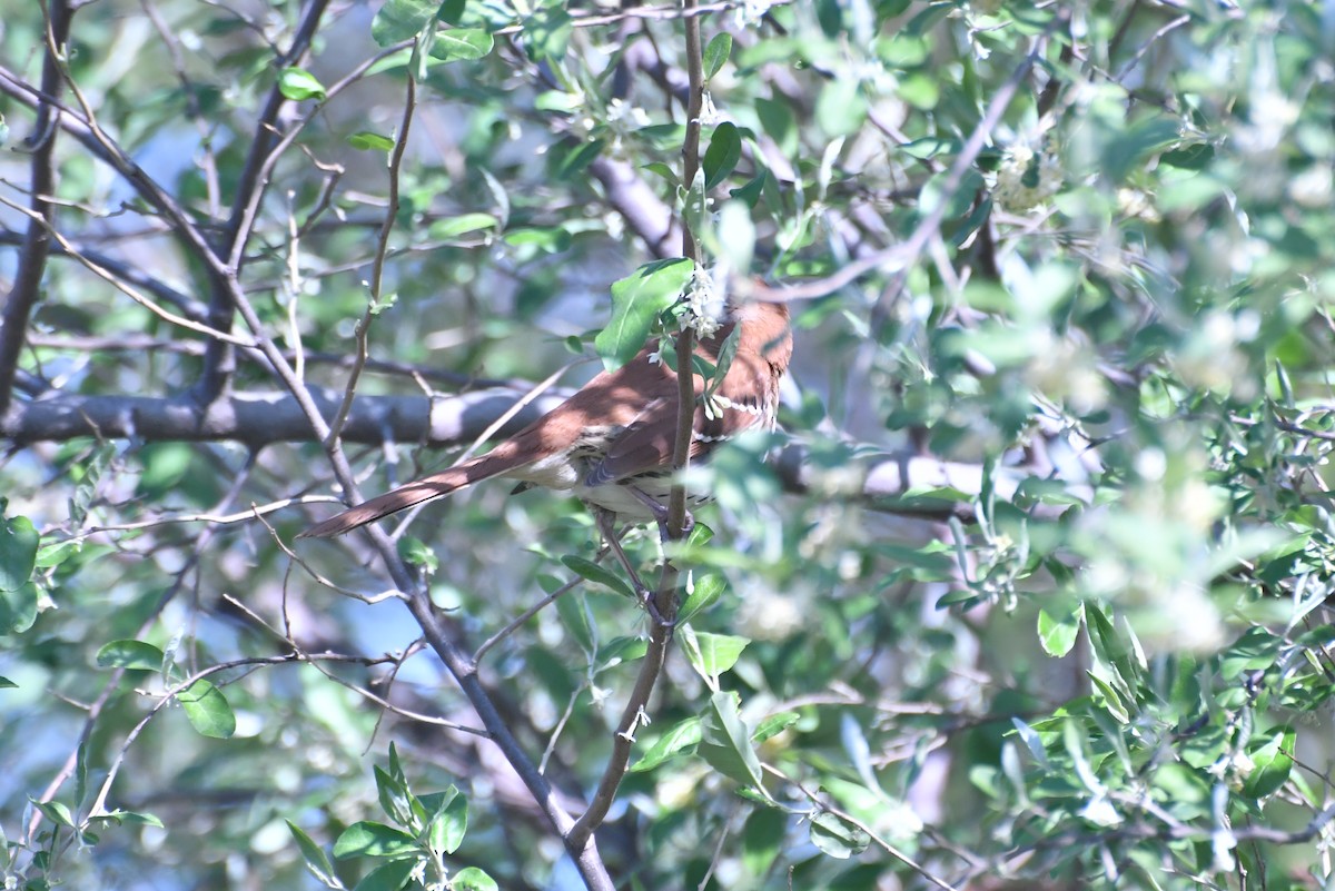 drozdec hnědý - ML654608267