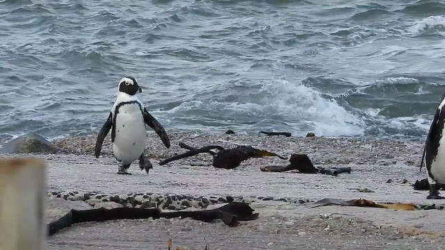 African Penguin - ML654608289