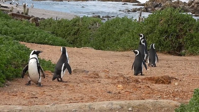 African Penguin - ML654608294