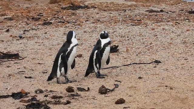 African Penguin - ML654608296