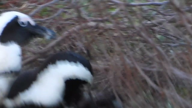 African Penguin - ML654608298