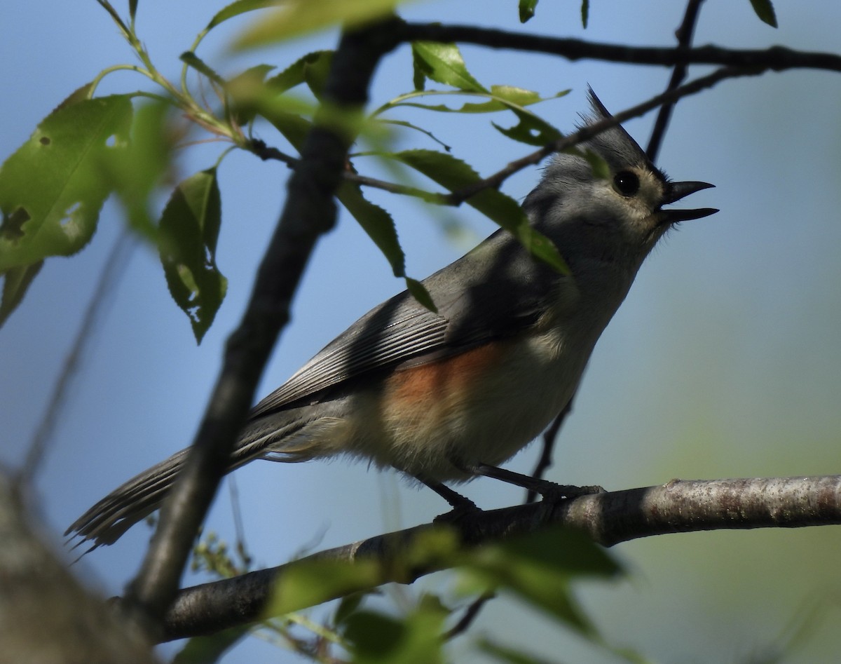 Tufted Titmouse - ML654608581