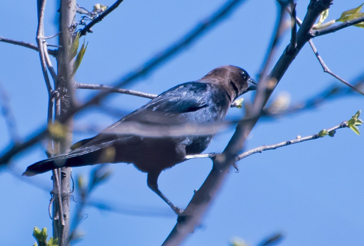 vlhovec hnědohlavý - ML654608882