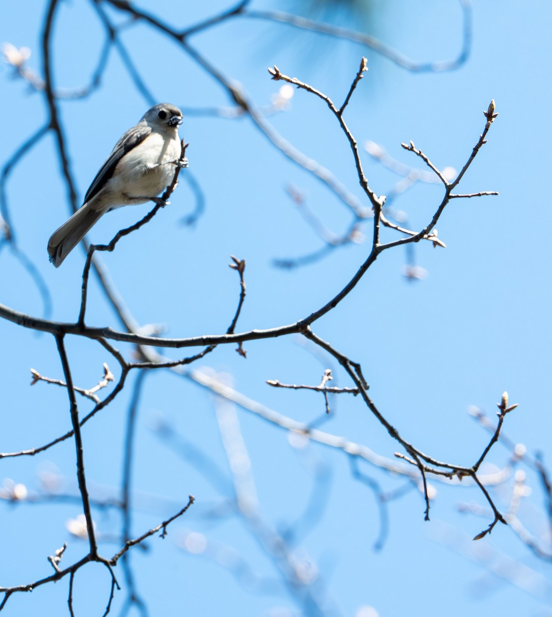 Tufted Titmouse - ML654609959