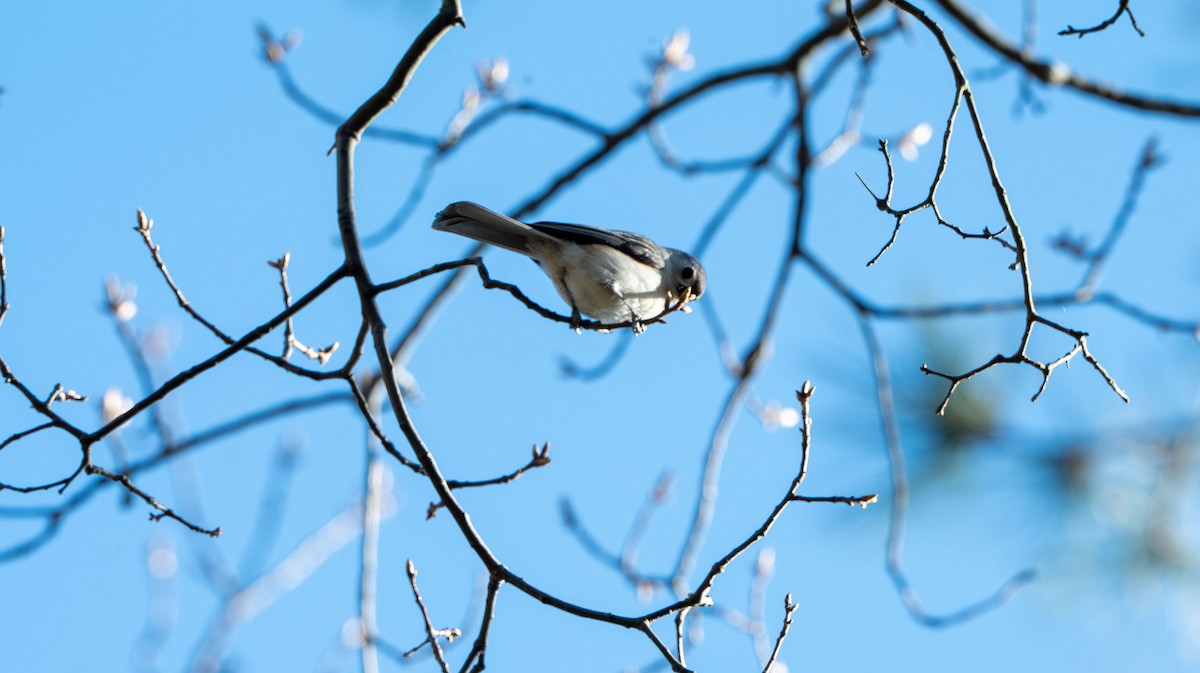 Tufted Titmouse - ML654609960