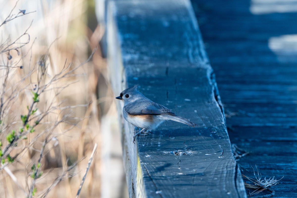 Tufted Titmouse - ML654609961