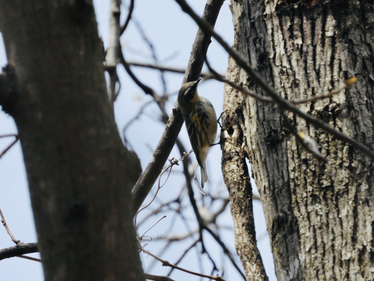 Reinita Coronada (Coronada x de Audubon) - ML654610138