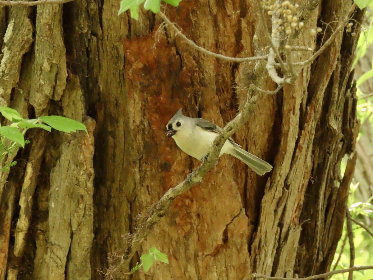 Tufted Titmouse - ML654610459