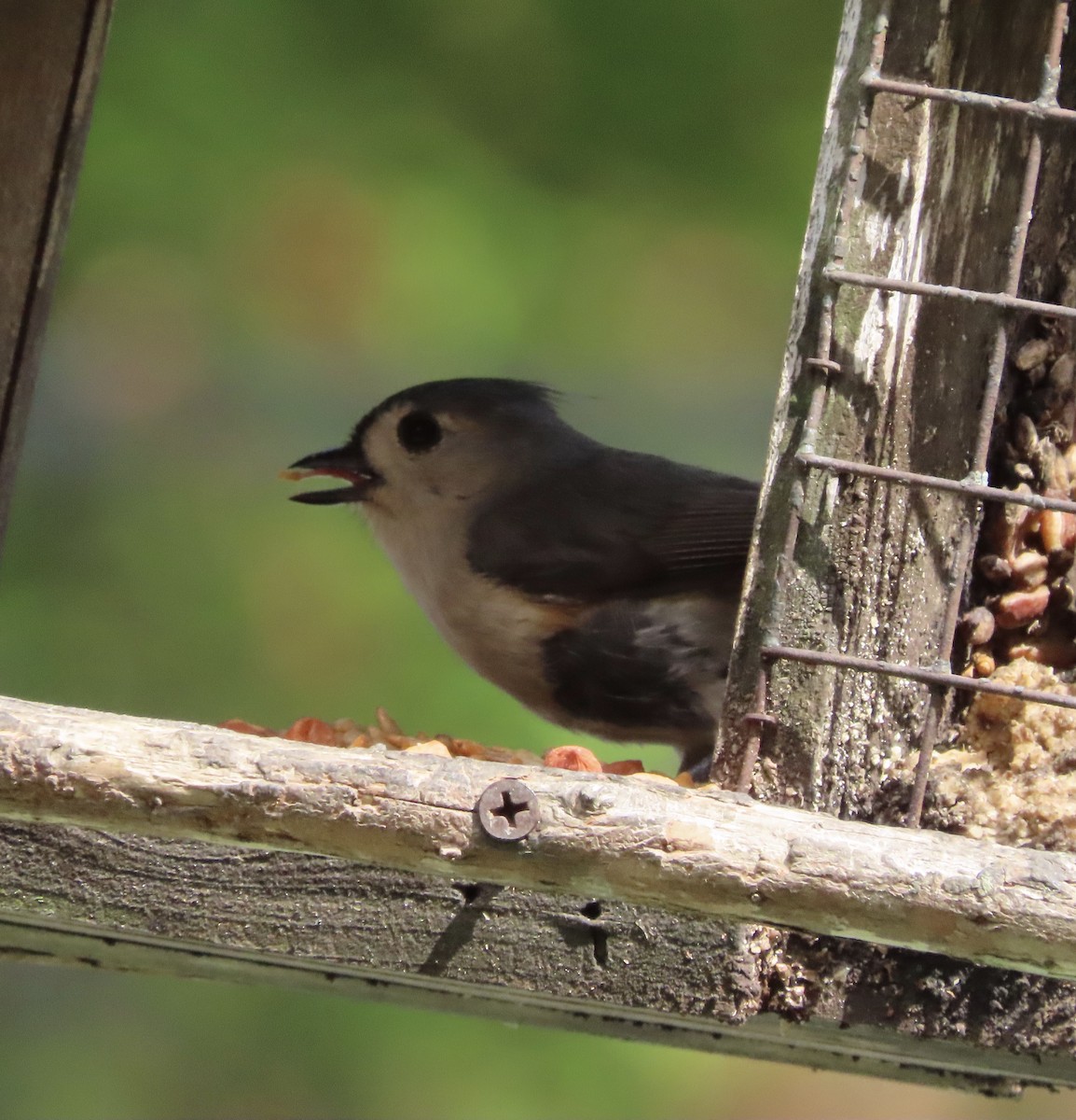 Tufted Titmouse - ML654610566