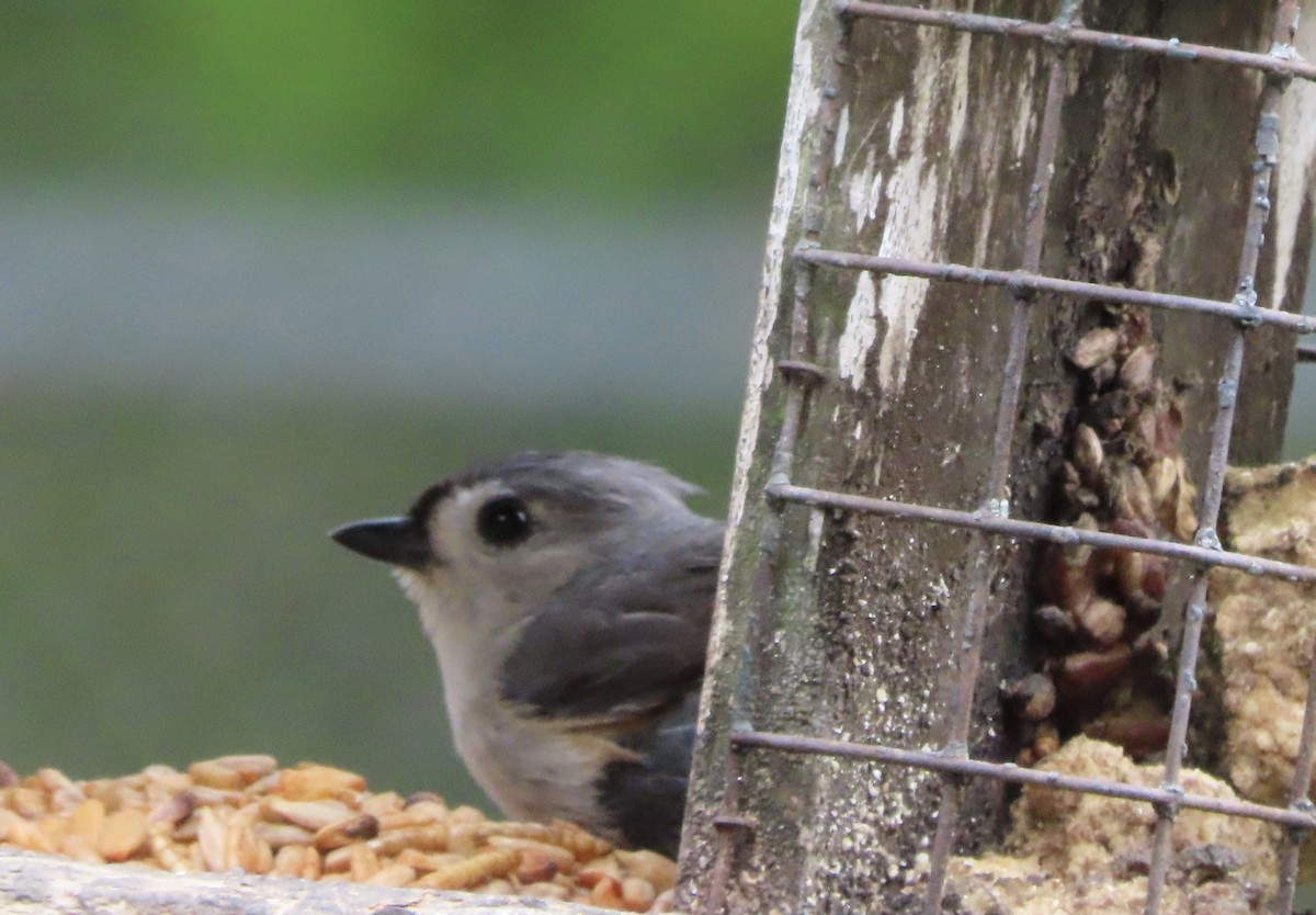 Tufted Titmouse - ML654610568