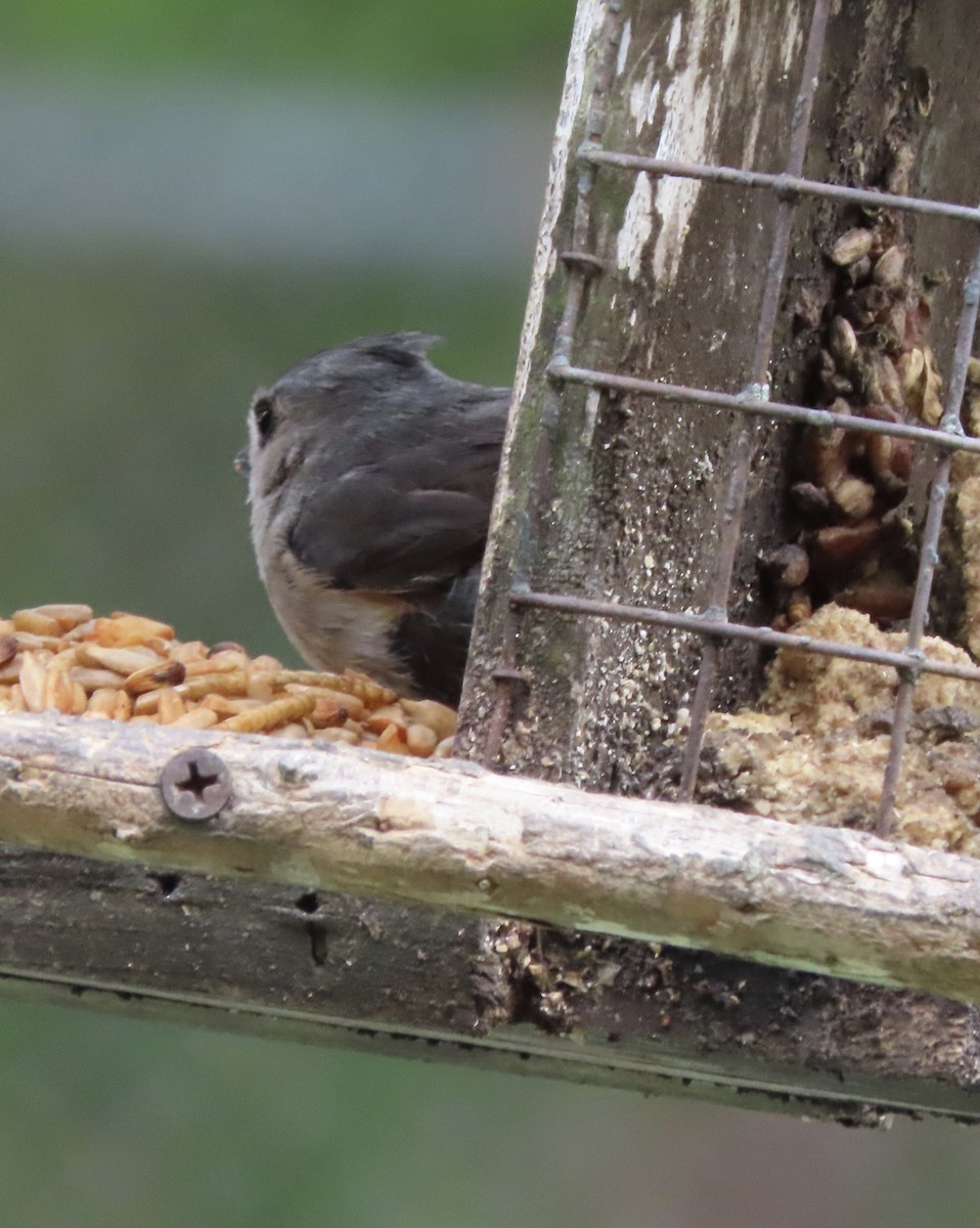 Tufted Titmouse - ML654610569
