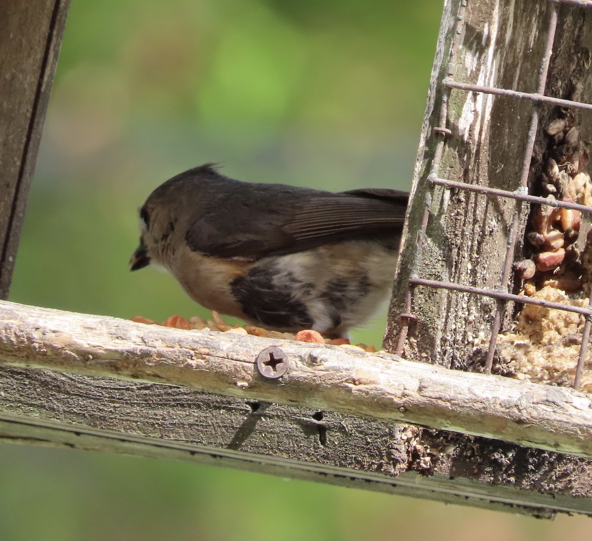 Tufted Titmouse - ML654610570