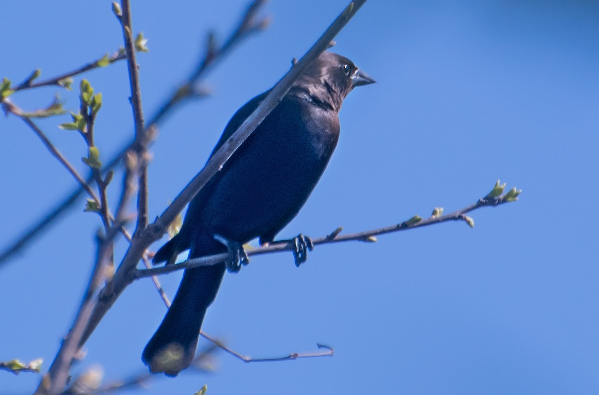 vlhovec hnědohlavý - ML654610808