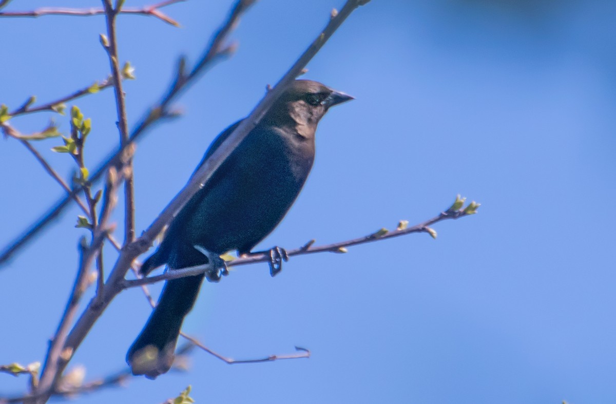 vlhovec hnědohlavý - ML654610809