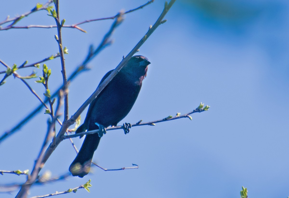 vlhovec hnědohlavý - ML654610810