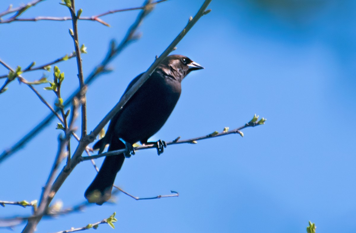 vlhovec hnědohlavý - ML654610811