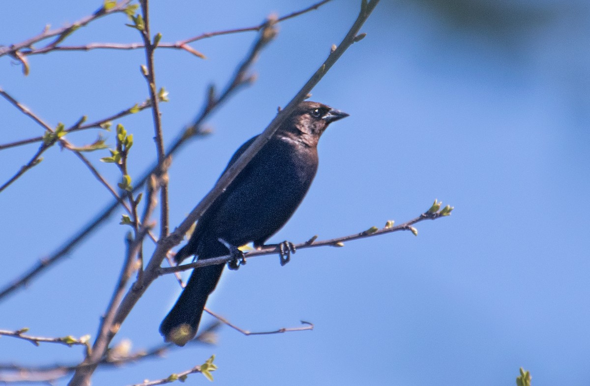 vlhovec hnědohlavý - ML654610812