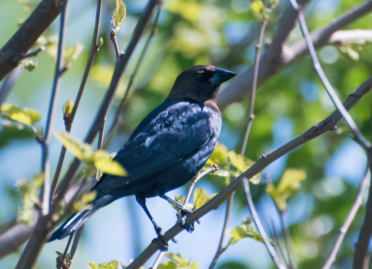 vlhovec hnědohlavý - ML654610813