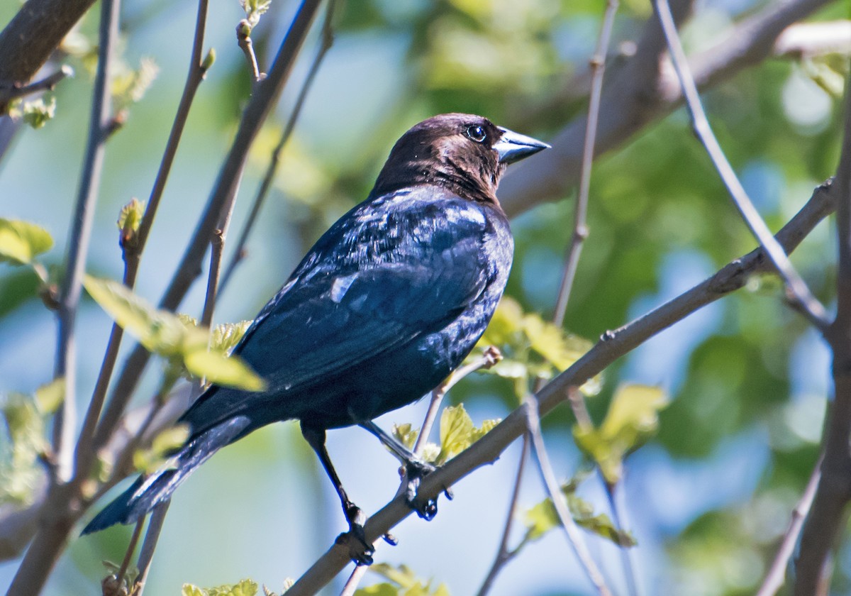 vlhovec hnědohlavý - ML654610814