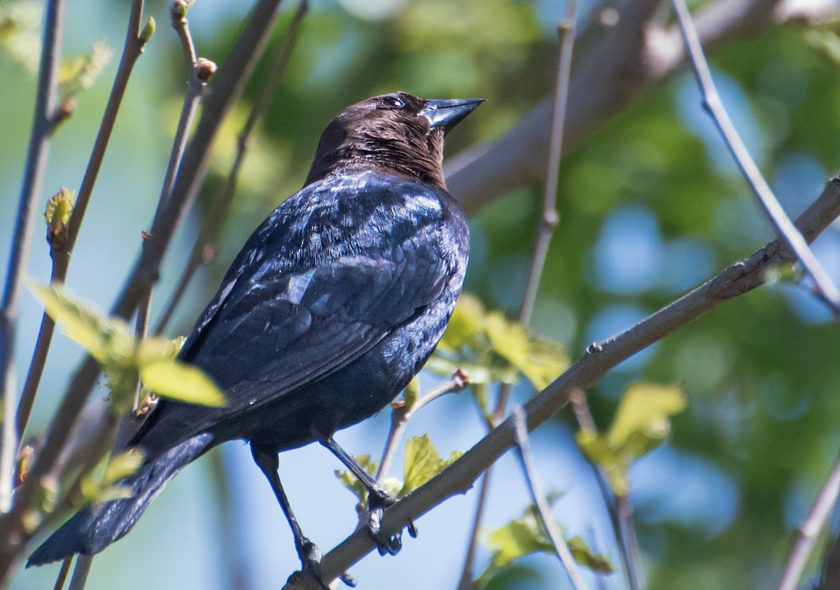 vlhovec hnědohlavý - ML654610815