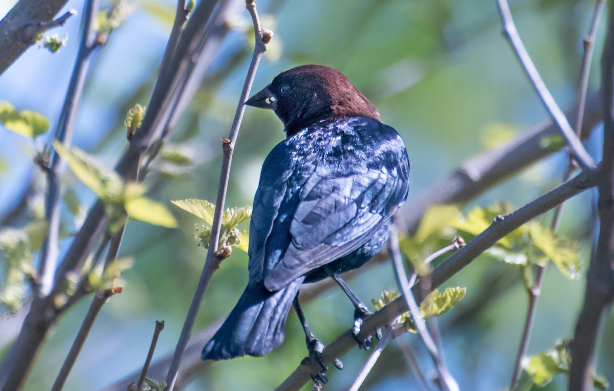 vlhovec hnědohlavý - ML654610816