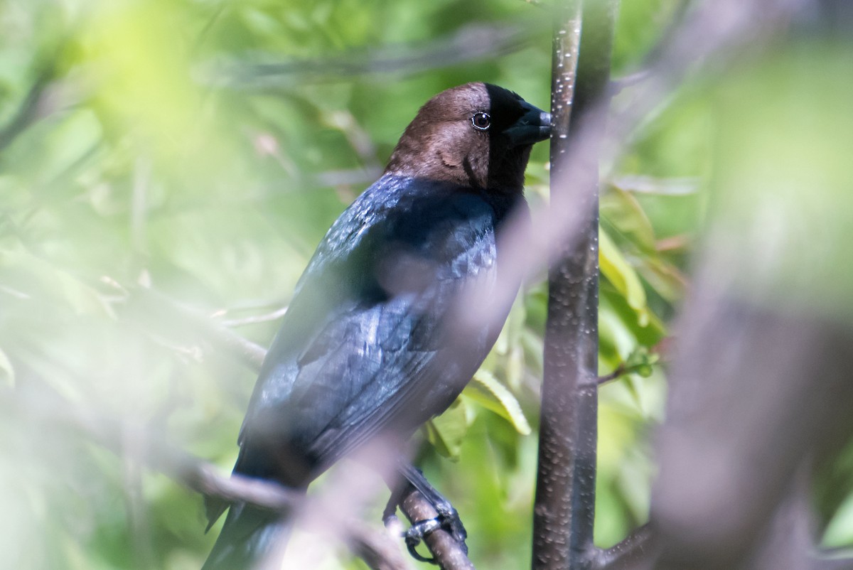 vlhovec hnědohlavý - ML654610817